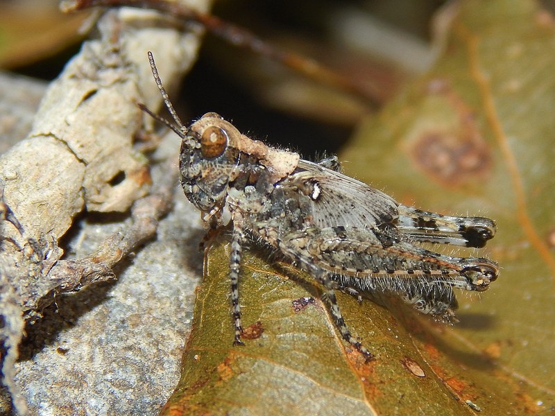 Ninfa di Acridiidae